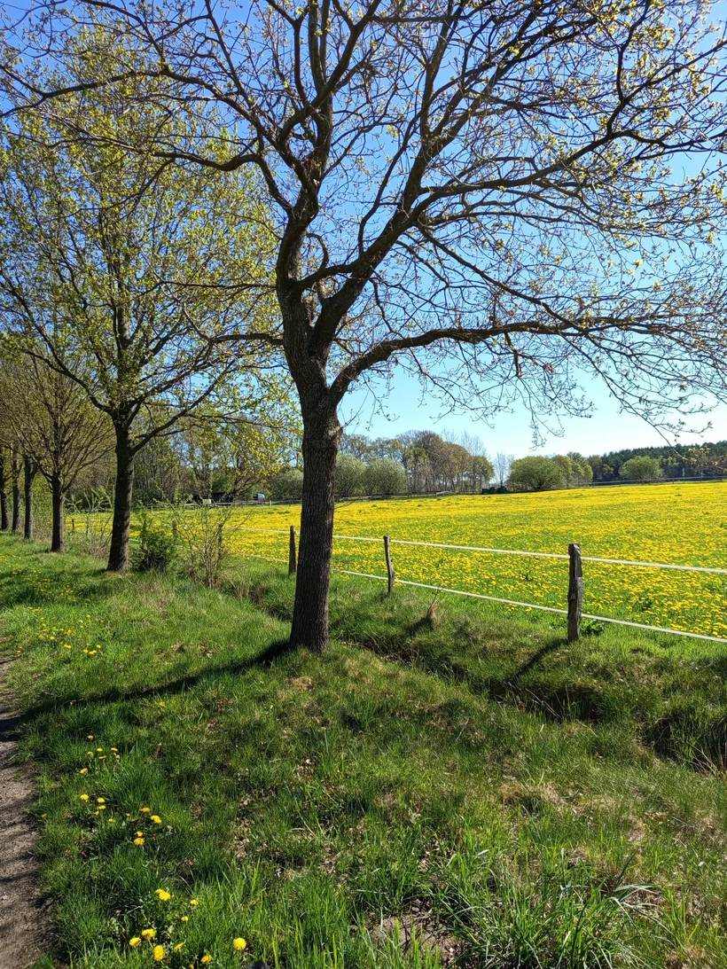 Meadow in bloom in spring