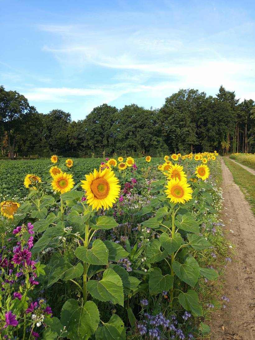 Sunflowers at the edge of a field in summer