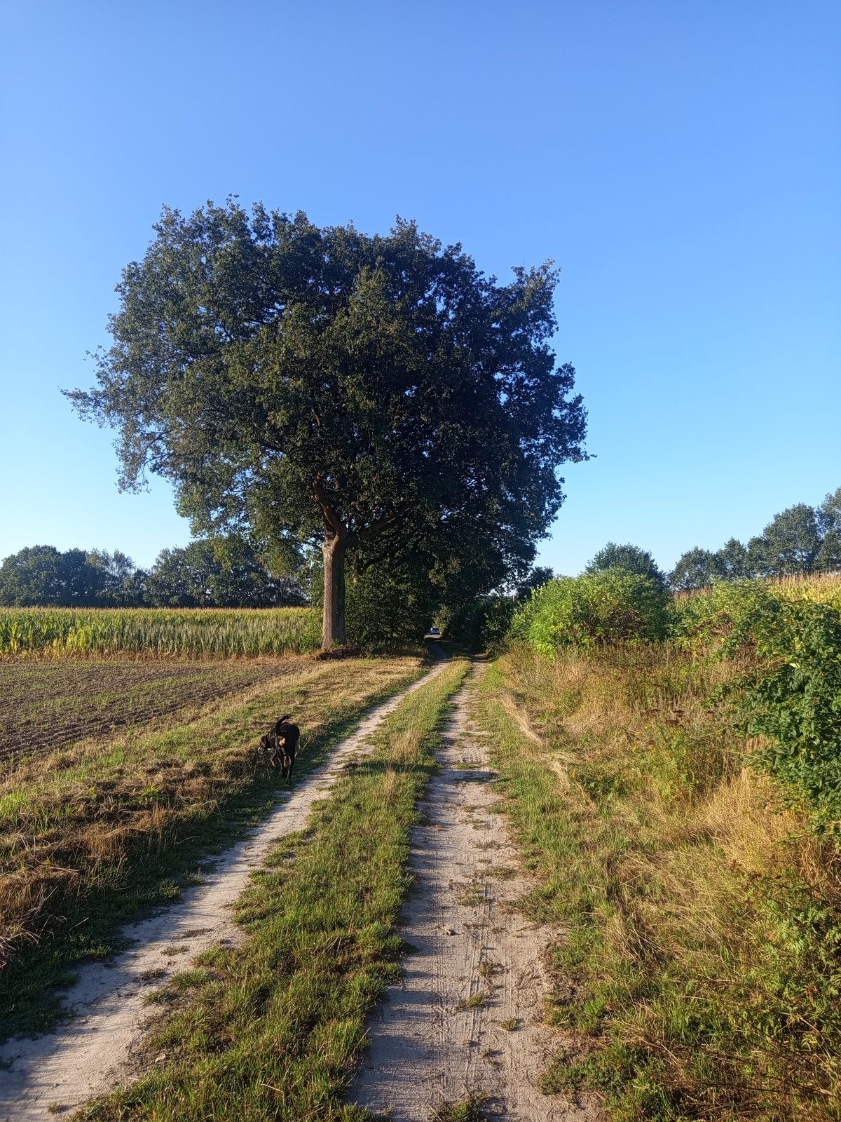 Großer Baum am Feldweg unter blauem Himmel